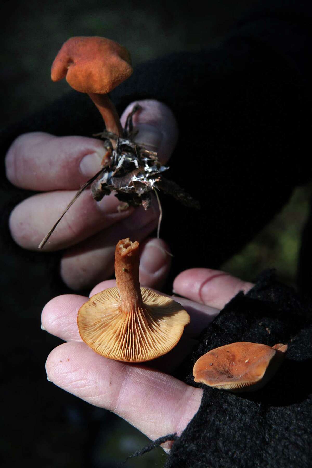 Mushroom maven David Rust shows a candy cap mushroom discovered at Joaquin Miller Park in Oakland.