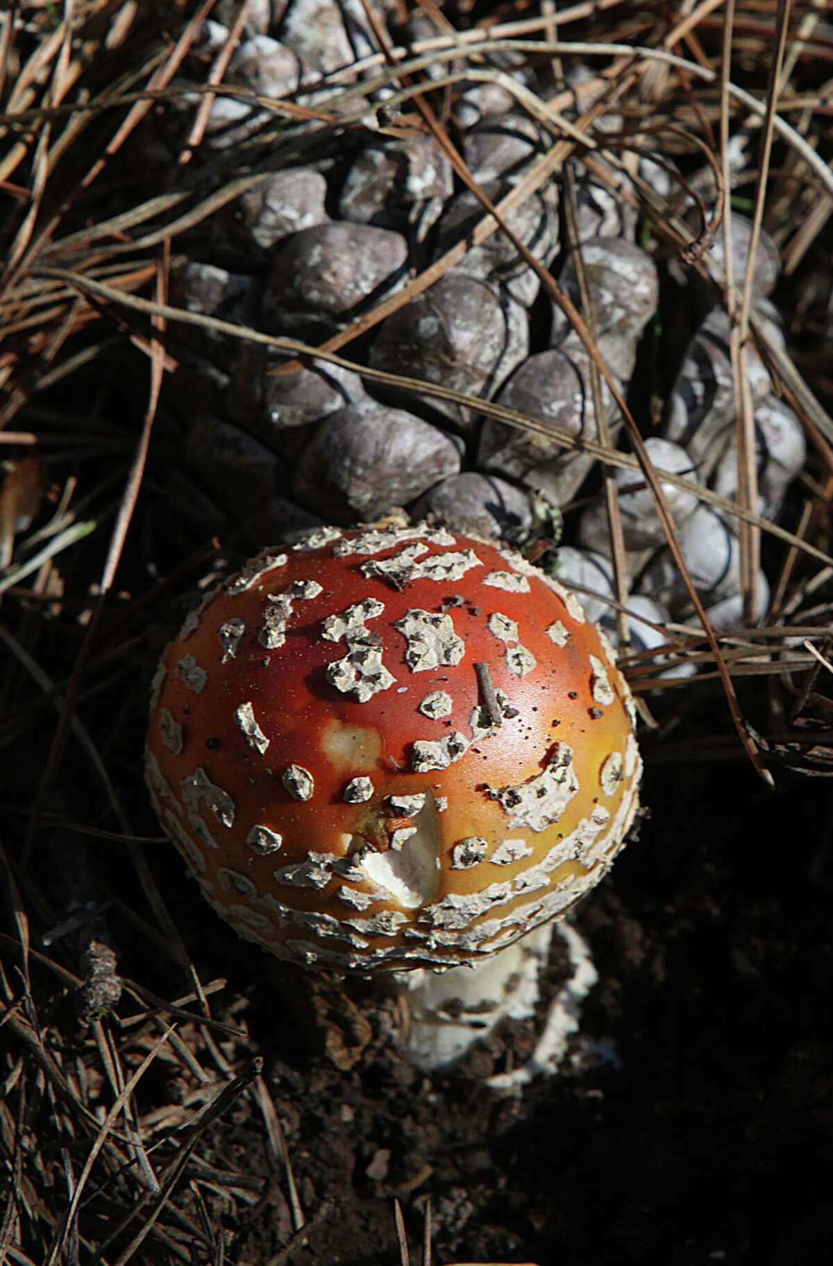 Fungi flourish after rains, but beware of poisonous mushrooms