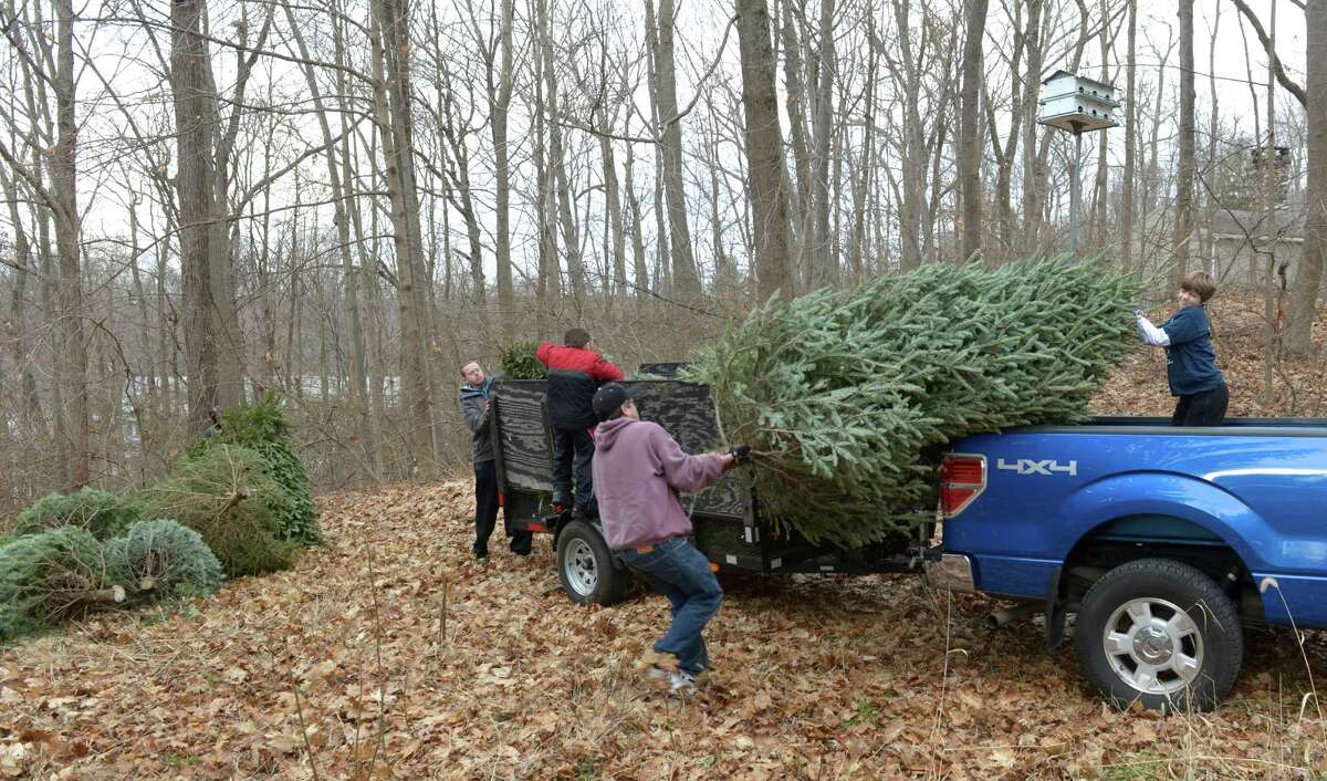 Brookfield Boy Scouts collect trees around town