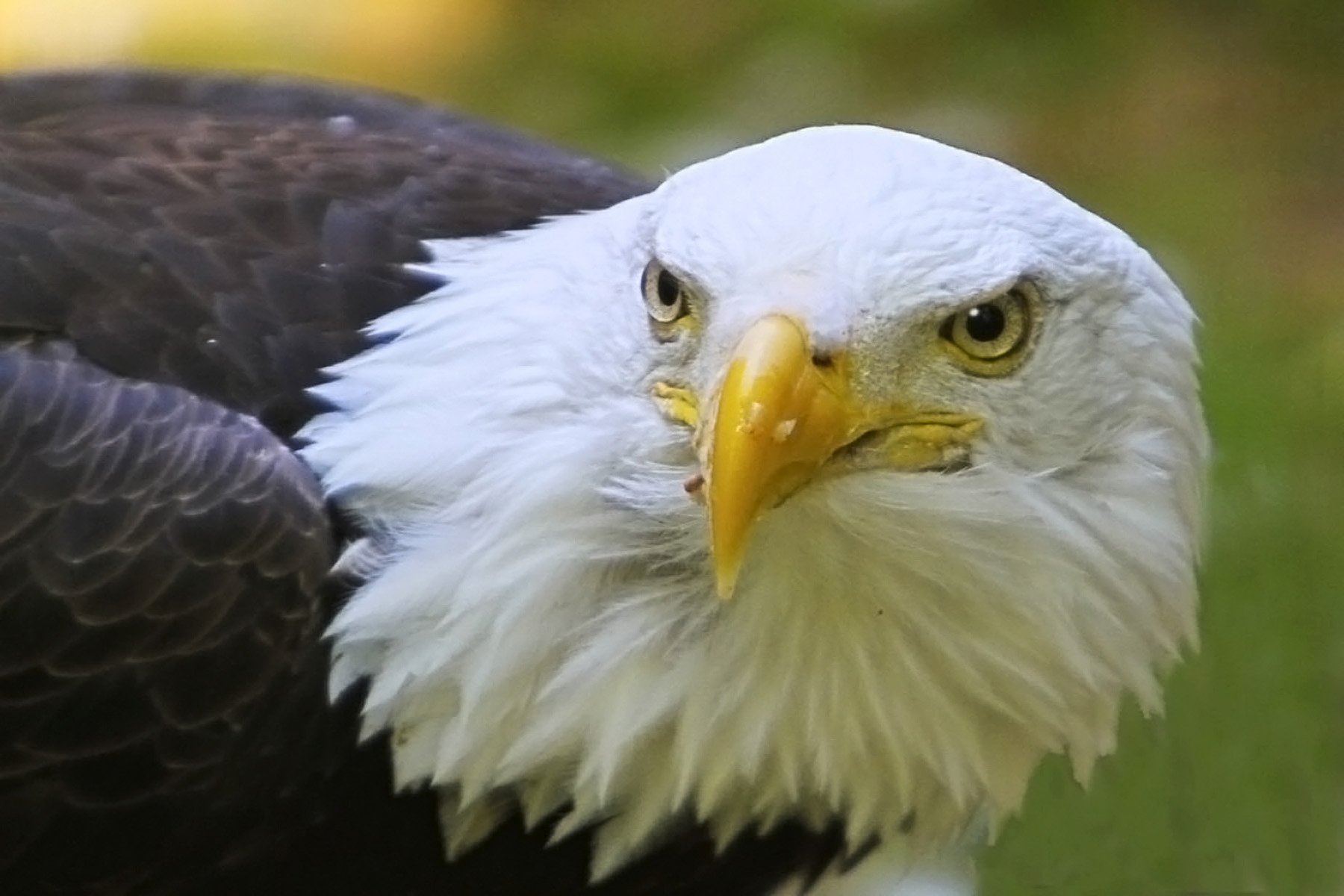 Robert Miller Who Would Kill A Bald Eagle