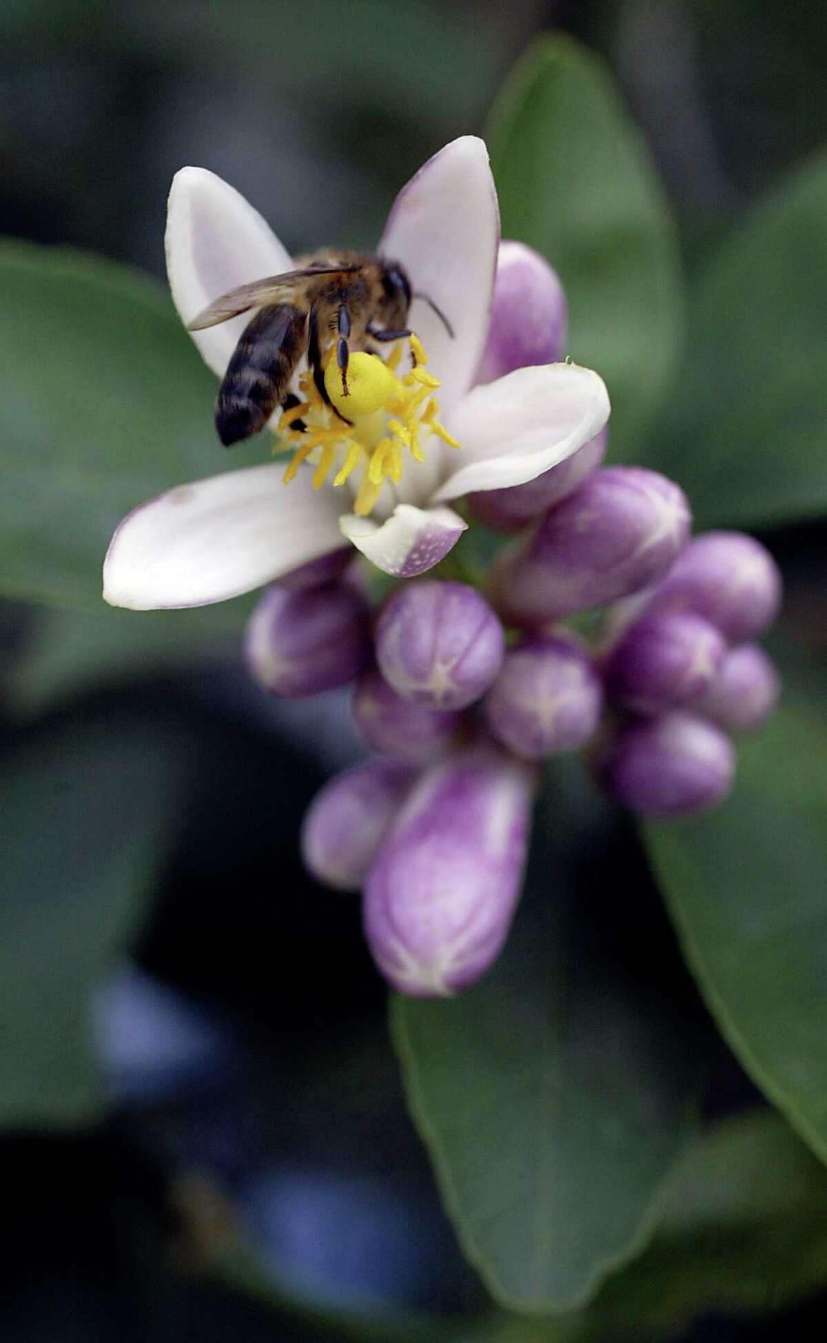 Citrus trees available at a plethora of seminars, sales through February