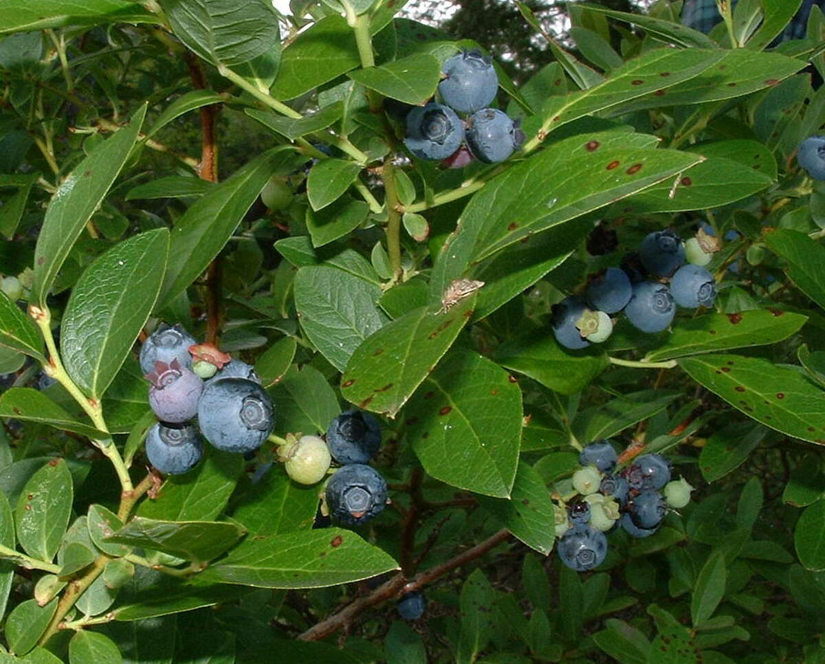 Blueberr﻿y bushes will be available at the Houston-area plant sales through February.﻿