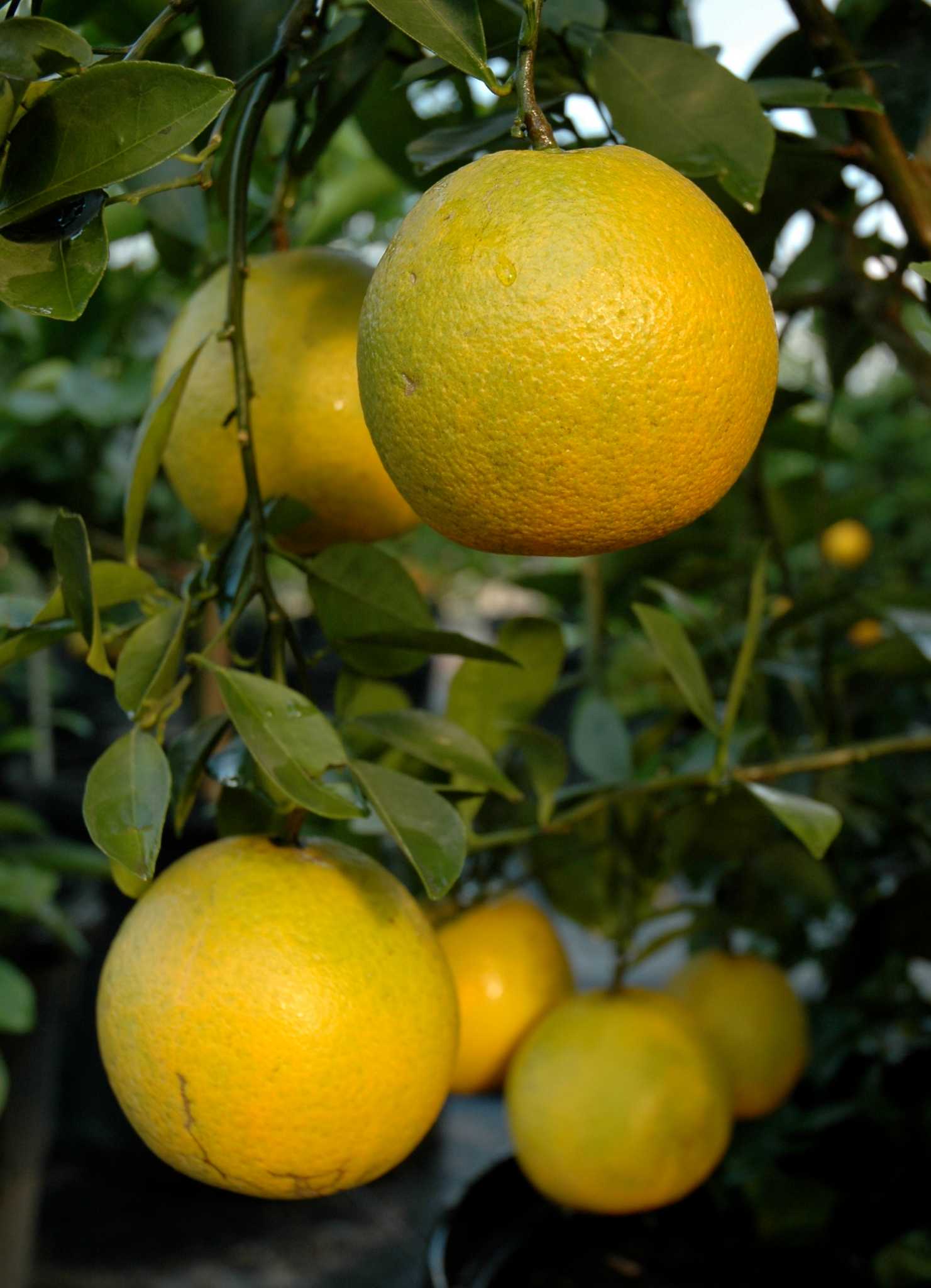 Topping citrus trees not