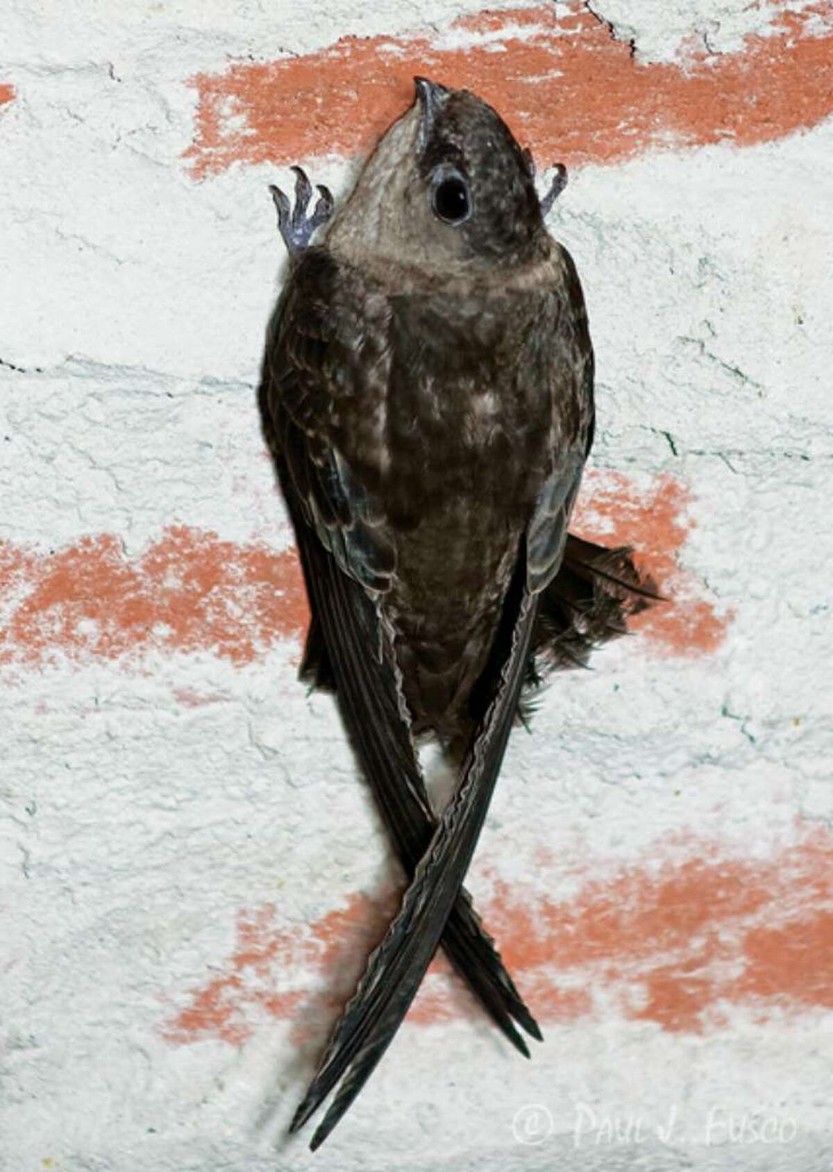 Paul Fusco/Conn. DEP The chimney swift, once one of the more common birds a few decades ago, has become difficult to find in recent years, and some biologists fear that they are in sharp decline.