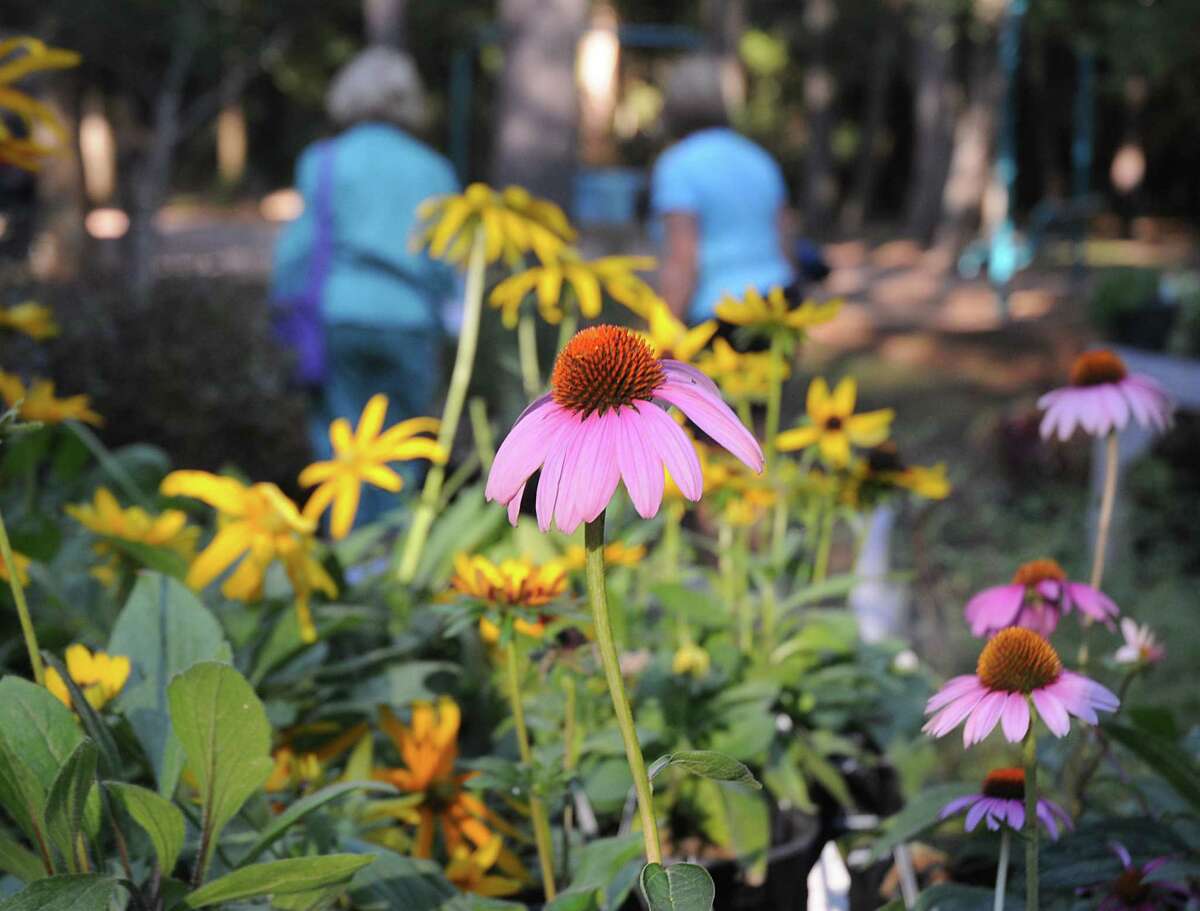 Mercer Arboretum's 2015 season programs feature plant diversity