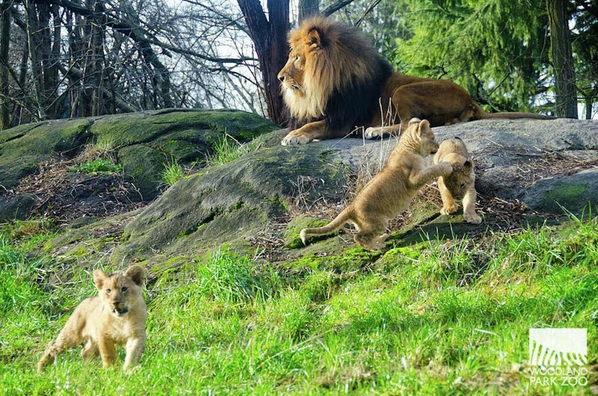 Photos: Woodland Park Zoo lion cubs on the prowl