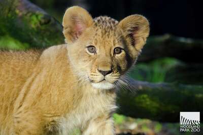Name Woodland Park Zoo S Lion Cubs