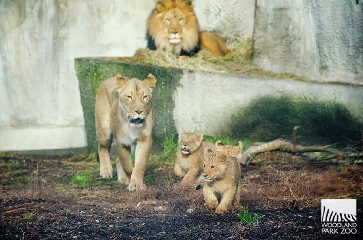 Photos: Woodland Park Zoo lion cubs on the prowl