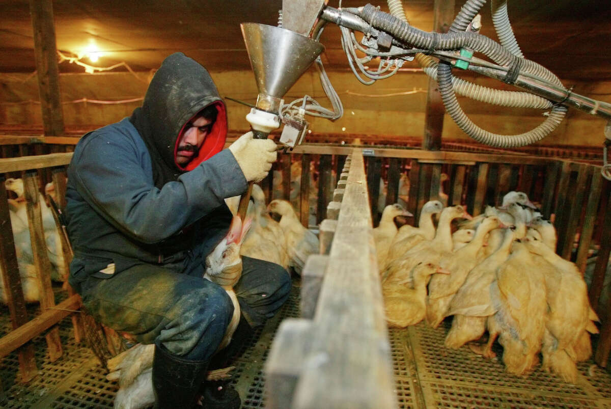 FILE - In this Dec. 9, 2003 file photo, Jorge Vargas uses a funneled pipe to force-feed a measured dose of corn mush to a Moulard duck in its pen at Sonoma Foie Gras in Farmington, Calif. Foie gras, the silky soft delicacy derived from the livers of force-fed geese and ducks, is stoking a battle of epicurean ethics in Northern California. Foie gras lovers are rejoicing after a federal judge in Los Angeles blocked California?’s ban on the sale of the fatty duck and goose liver. Judge Stephen V. Wilson on Wednesday, Jan. 7, 2015 permanently blocked the state attorney general from enforcing the law, which took effect two years ago.