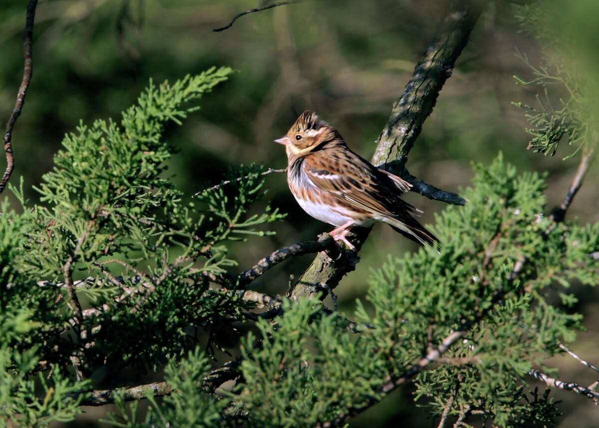 Left: A rustic bunting is perched in a tree at Golden Gate Park in San Francisco, Calif. on Tuesday, Jan 6, 2015. Logan Kahle and other birdwatchers are flocking to the park to catch a glimpse of the rare bird.