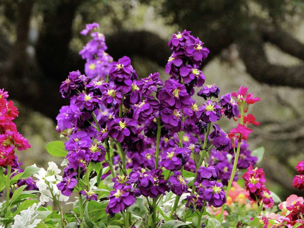 Stock brings color and fragrance to the landscape in cool weather.