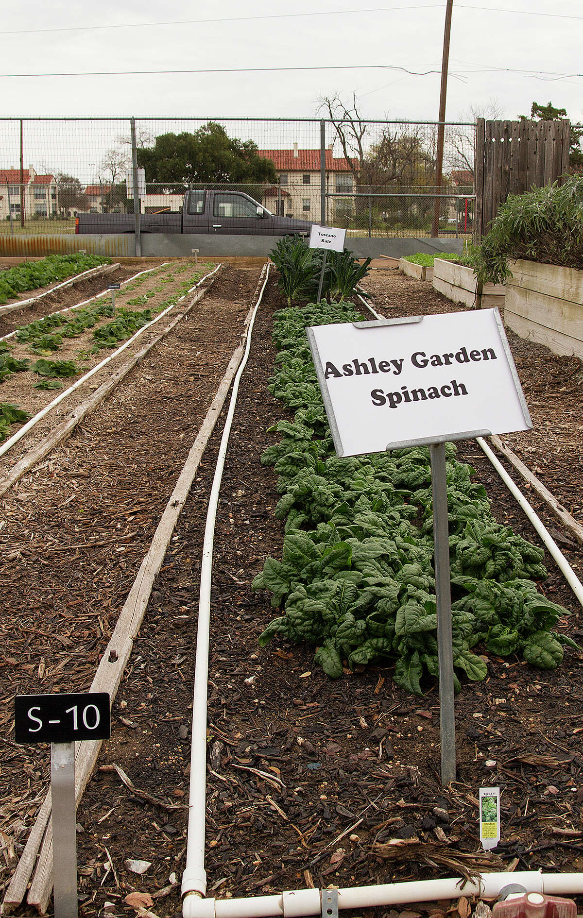 Bleak days perfect for visions of gardening