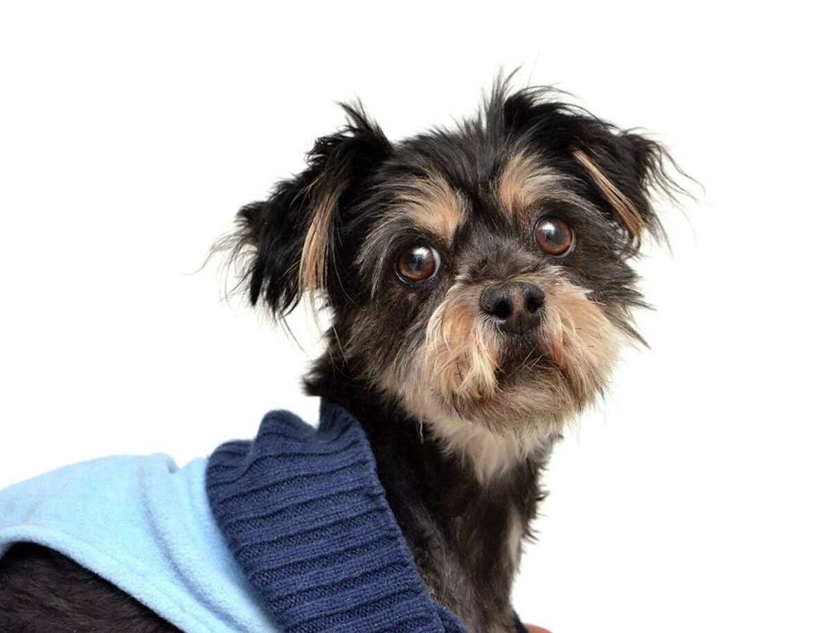 Guinevere, a 4-year-old Shih Tzu mix, was found abandoned at a dump in San Francisco Dec. 29, 2014. She was nursed back to health and is now ready for adoption.