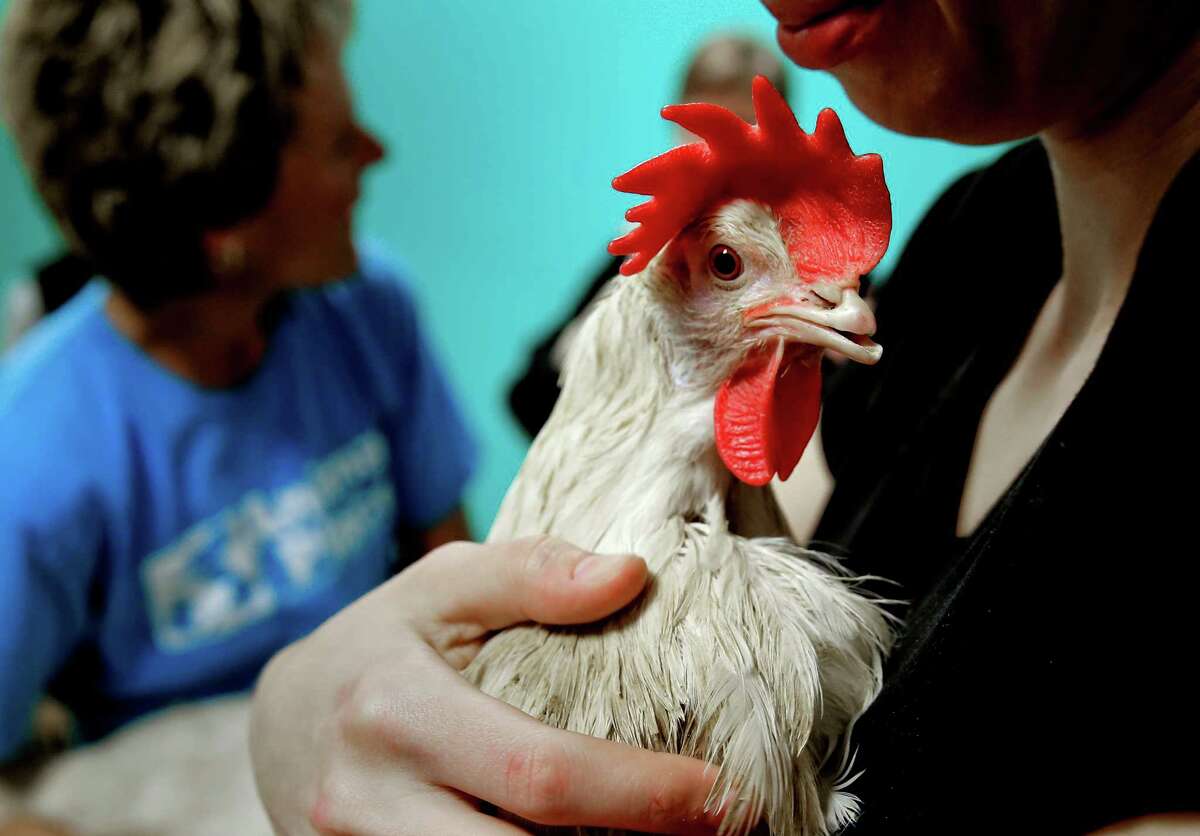 Carina DeVera clutches one of the rescued chickens at the San Francisco, Calif. SPCA on Saturday January 10, 2015, as animal rights activists celebrate the new California laws passed to protect egg laying chickens from inhumane conditions.