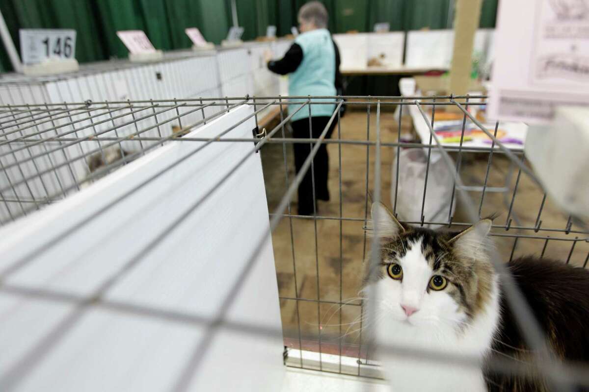 Purrfect pets compete at Houston Cat Show