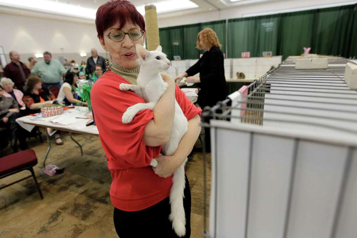 Purrfect pets compete at Houston Cat Show