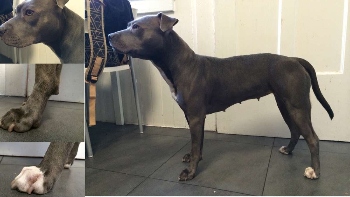 Mochi, a 2-year-old pit bull, was stolen from a South of Market residence Saturday, Jan. 10, 2014.