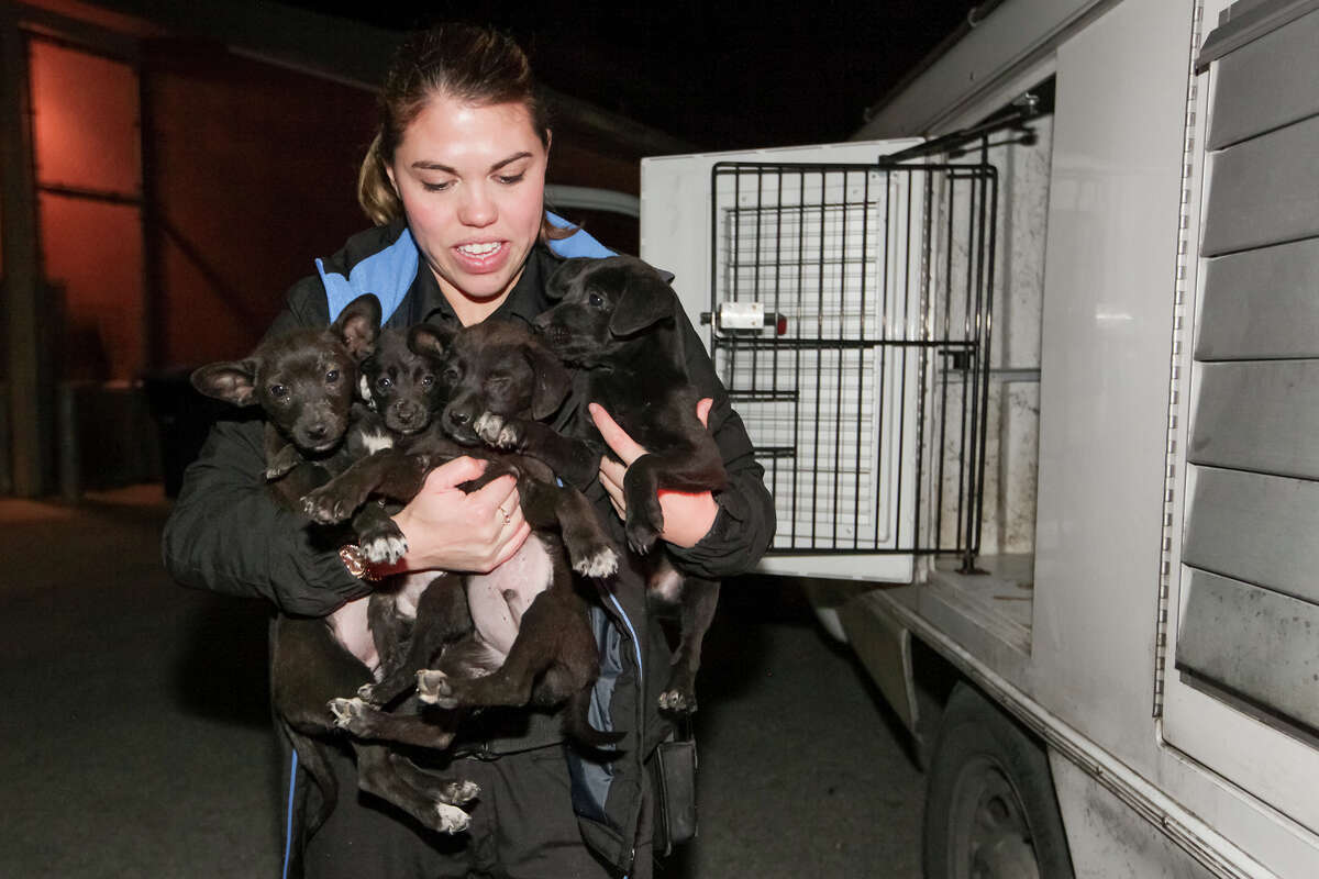 Animal Care officers put their hearts and souls into the job