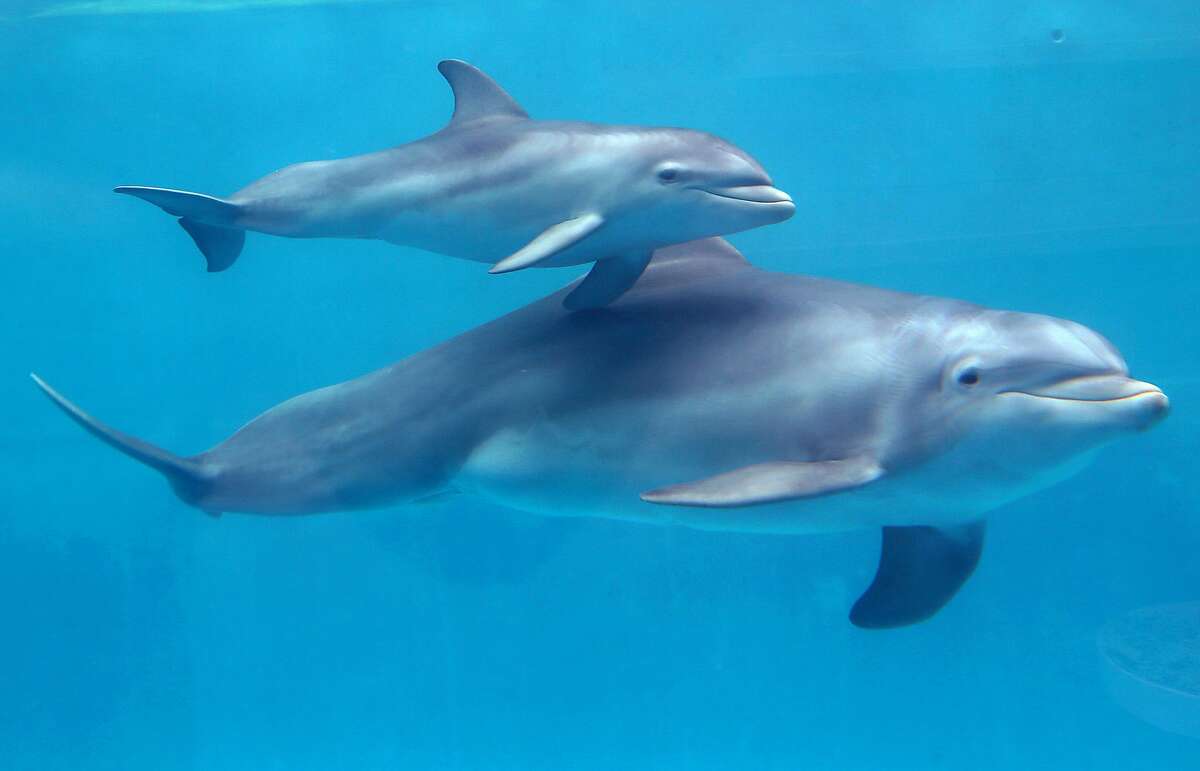 Дельфин Афалина с детенышем