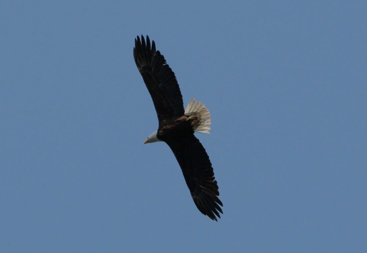 Sightings of bald eagles, including this one at Lewiston Lake in Trinity County, are increasingly common in the Bay Area.