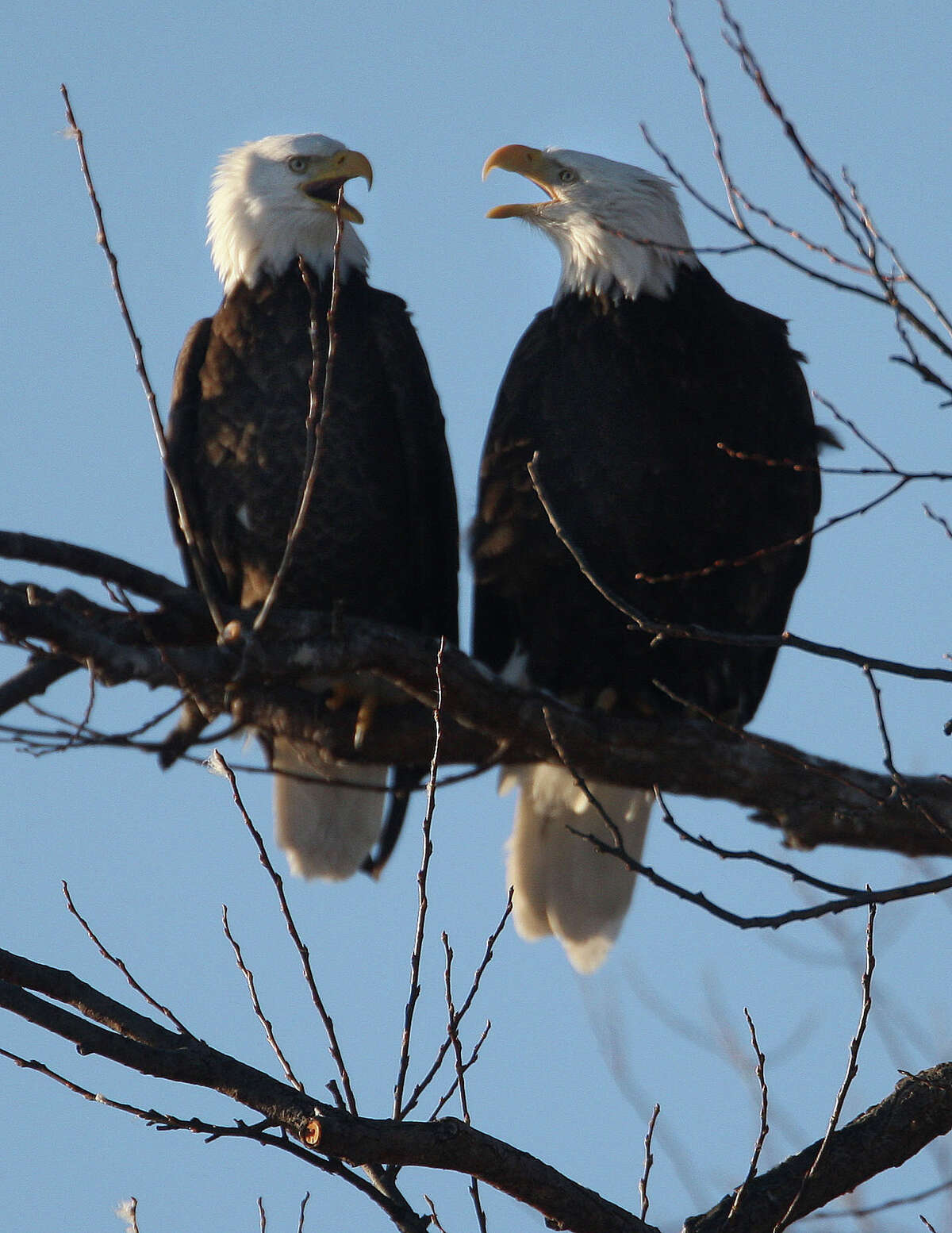 A pair of bald eagles squawk while perched in a cottonwood snag in the Klamath Basin National Wildlife Refuge.