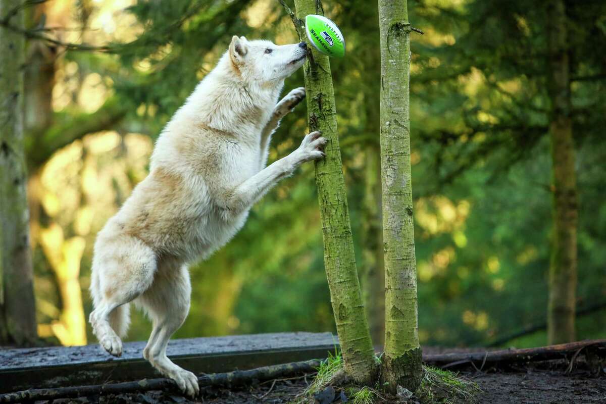 A wolf does it's best Richard Sherman-like leap to knock a football from a tree in its exhibit. 