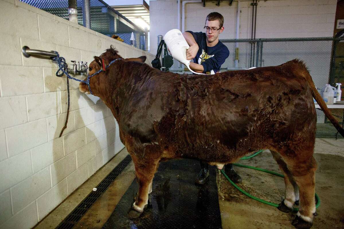 Jordan Rayburn shampooing his more than 1000 lb. steer, Eddie, the night before a stock show at Madison High School on Thursday, Dec. 11, 2014.