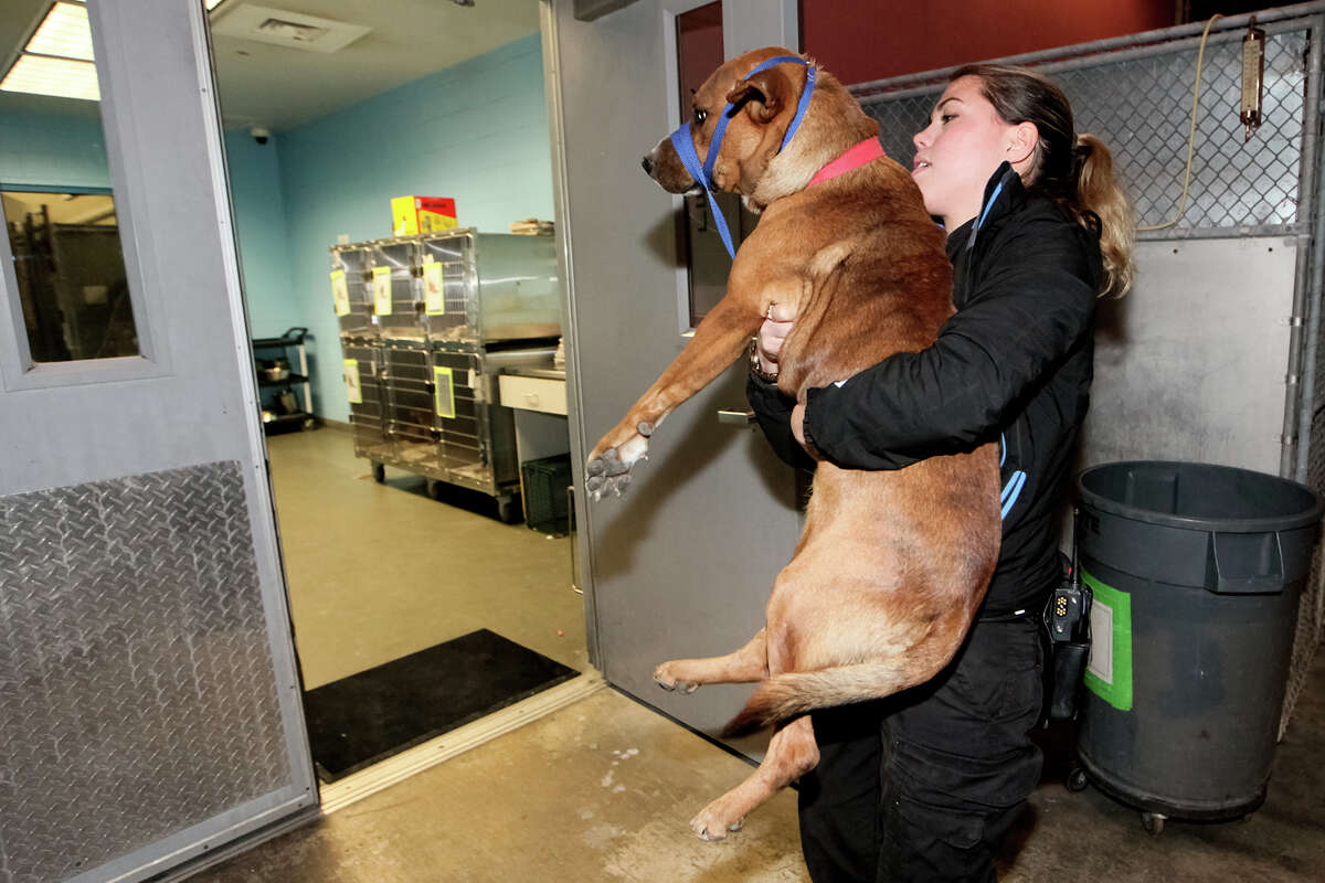 Animal Care officers put their hearts and souls into the job