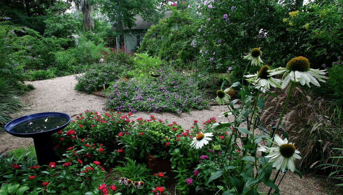 Winding crushed granite paths connect large, defined beds in this informal garden.