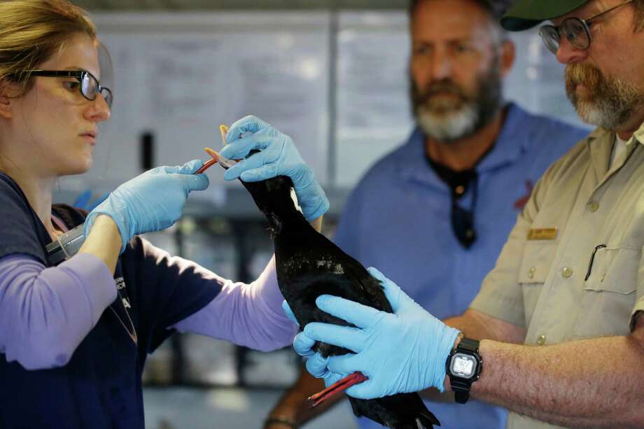 No state or federal aid for handling bird-killing goo ...