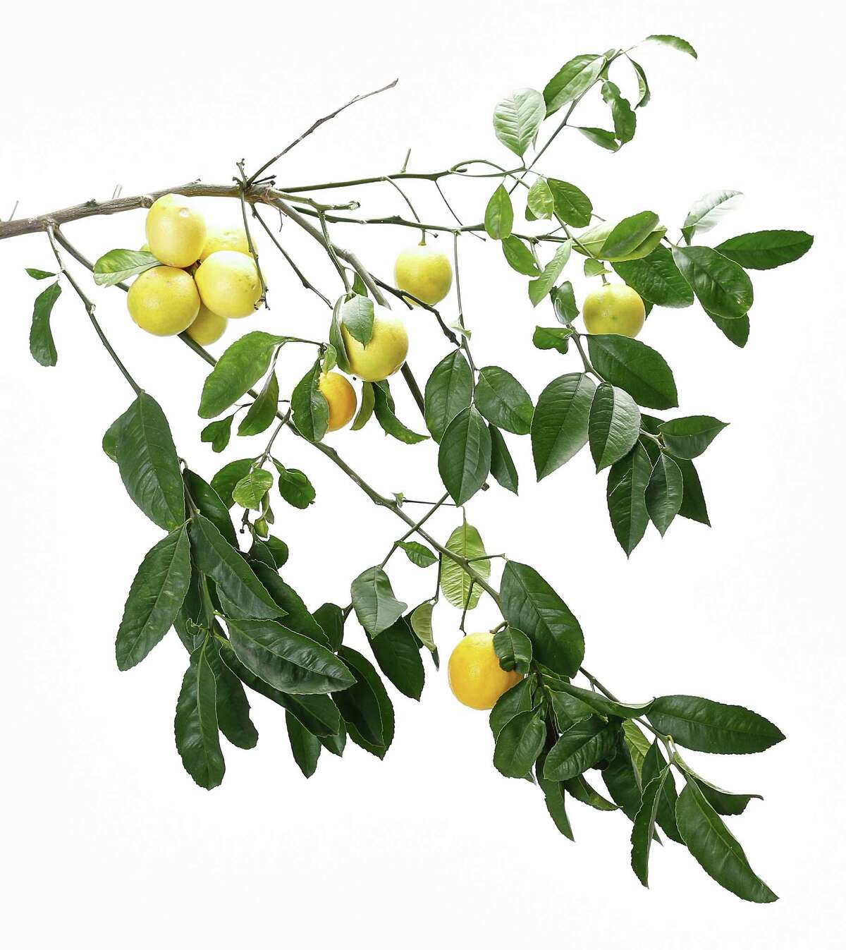 Meyer lemons are easy to grow in containers or small plots.