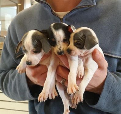 Up for adoption: Puppies left for dead in bag at park