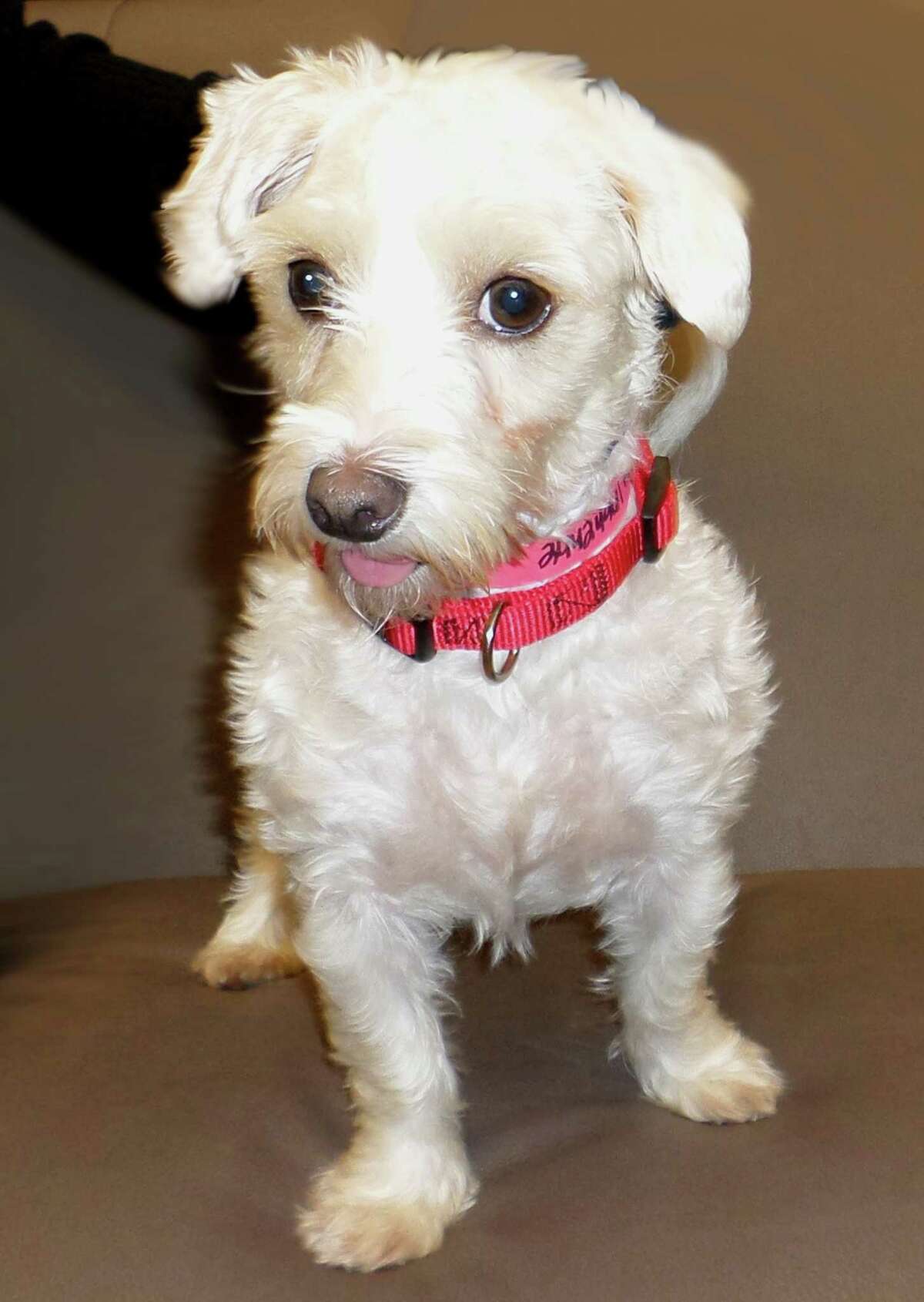 Coco will be available for adoption at 11 a.m. Friday at Citizens for Animal Protection, 17555 I-10 W. More information: cap4pets.org or 281-497-0591.