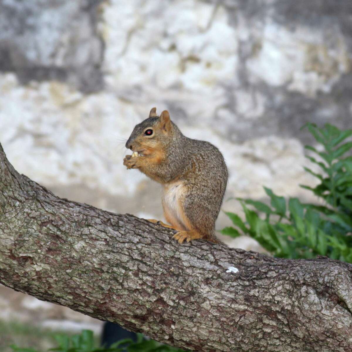 This squirrel was enjoying spring break in a tree just south of the Alamo on April 1, 2013.