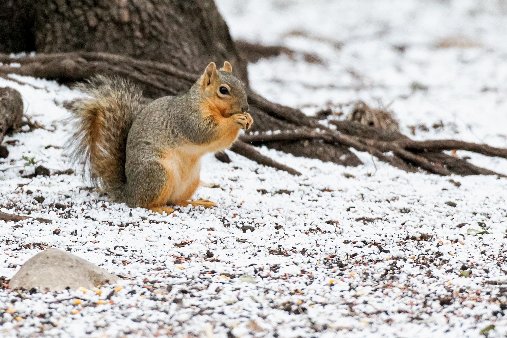 The squirrels of South Texas
