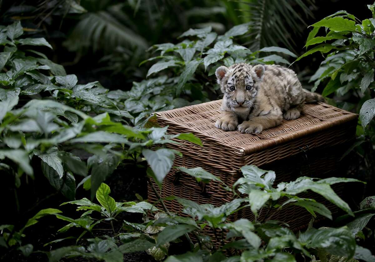 WHAT IF THEY HELD A PICNIC AND NOBODY CAME? Little Alisha sits alone on her basket as she makes her public debut at Berlin's Tierpark Zoo. The Amur tiger cub is the only surviving member of a brood of three born in December. Her two siblings died because their mother, Aurora, could not produce enough milk. The zoo has been feeding Alisha by hand.