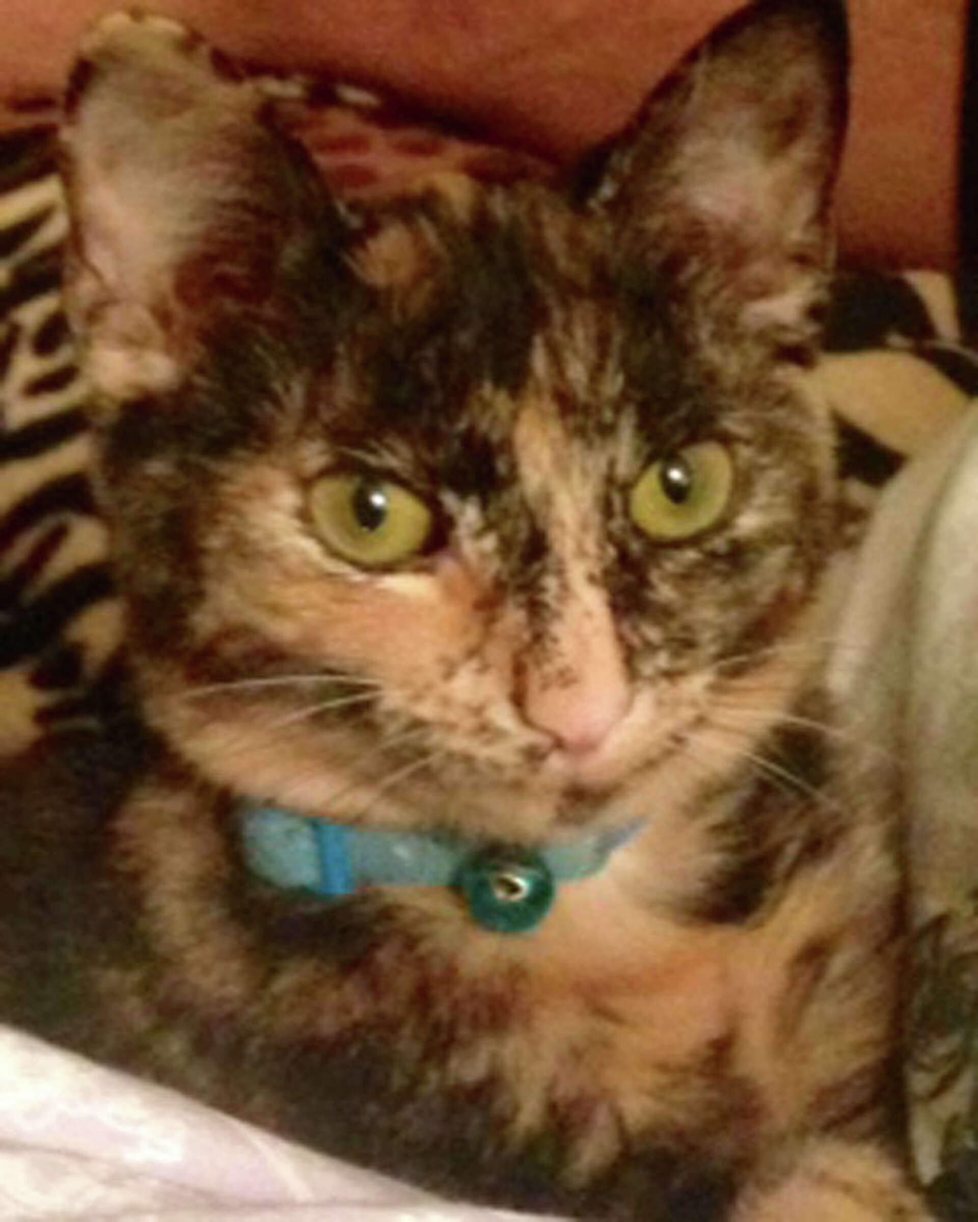 Inmates caring for cats in Albany County, image size:1920x2400