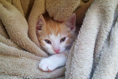 SPONSOR POPCORN A WOUNDED KITTEN VET CARE RESCUE CAT RECEIVE COLOR PHOTO SPONSOR POPCORN A WOUNDED KITTEN VET CARE RESCUE CAT RECEIVE COLOR PHOTO