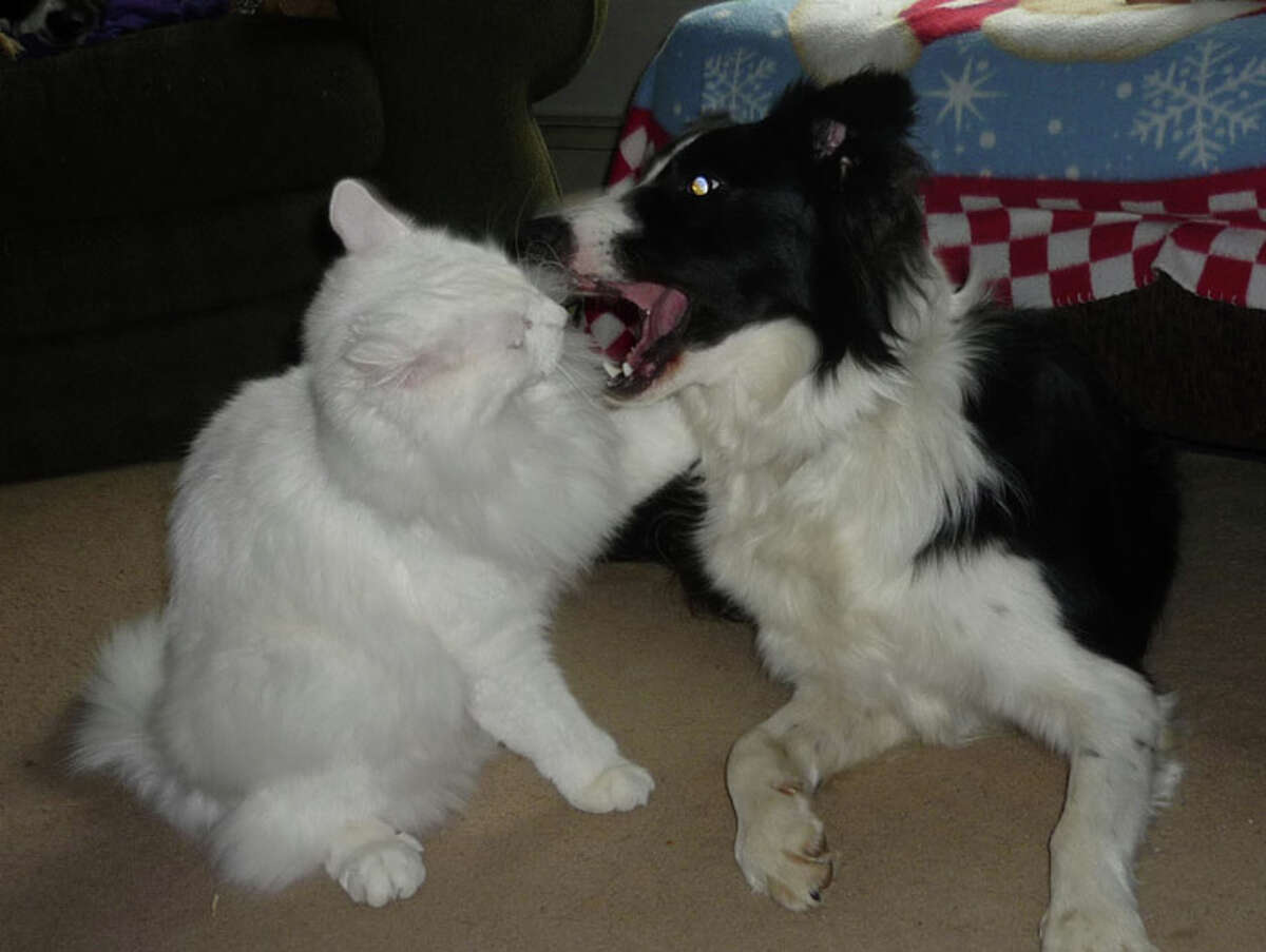 Border Collie Obsessed With Cat