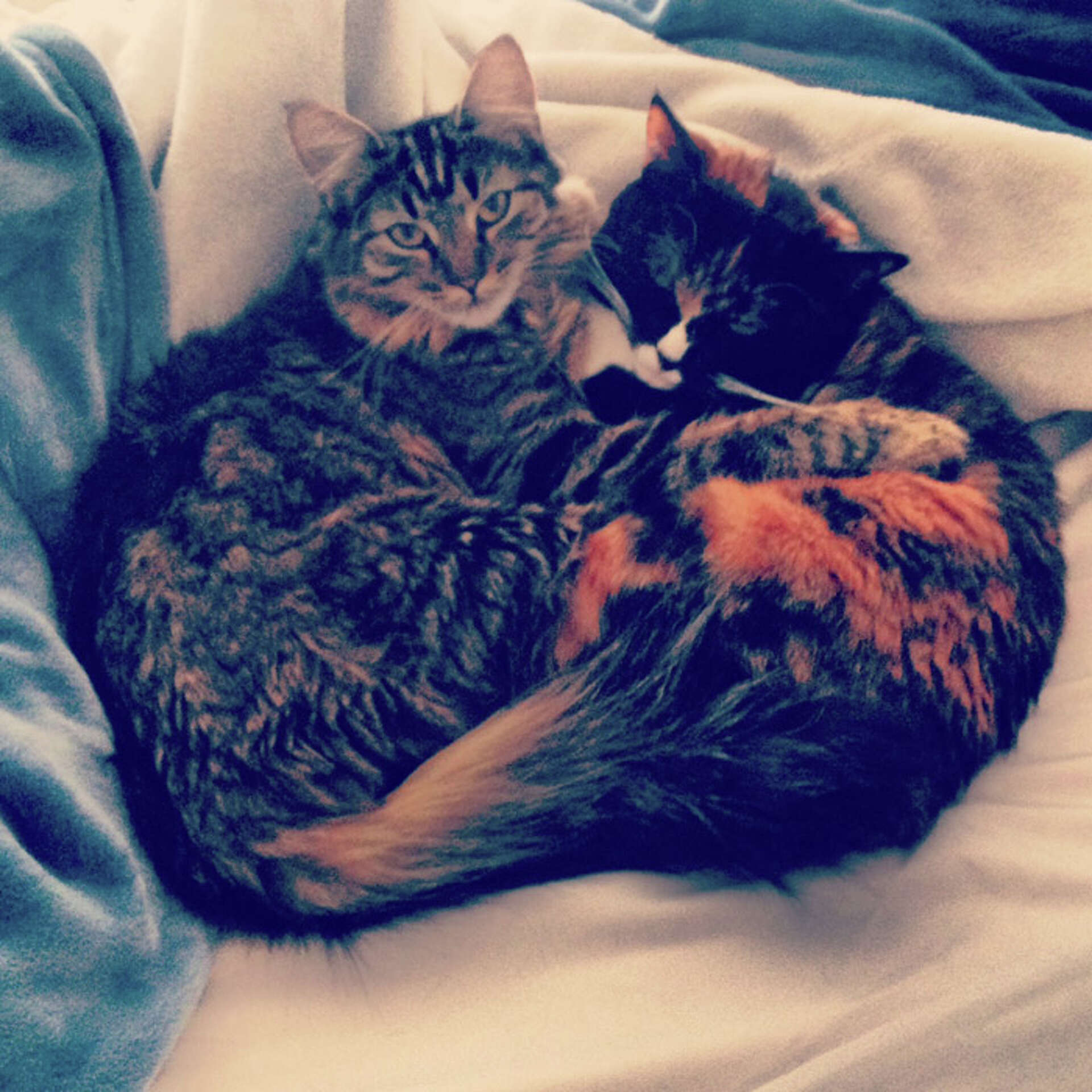 Inmates caring for cats in Albany County, image size:1920x1920