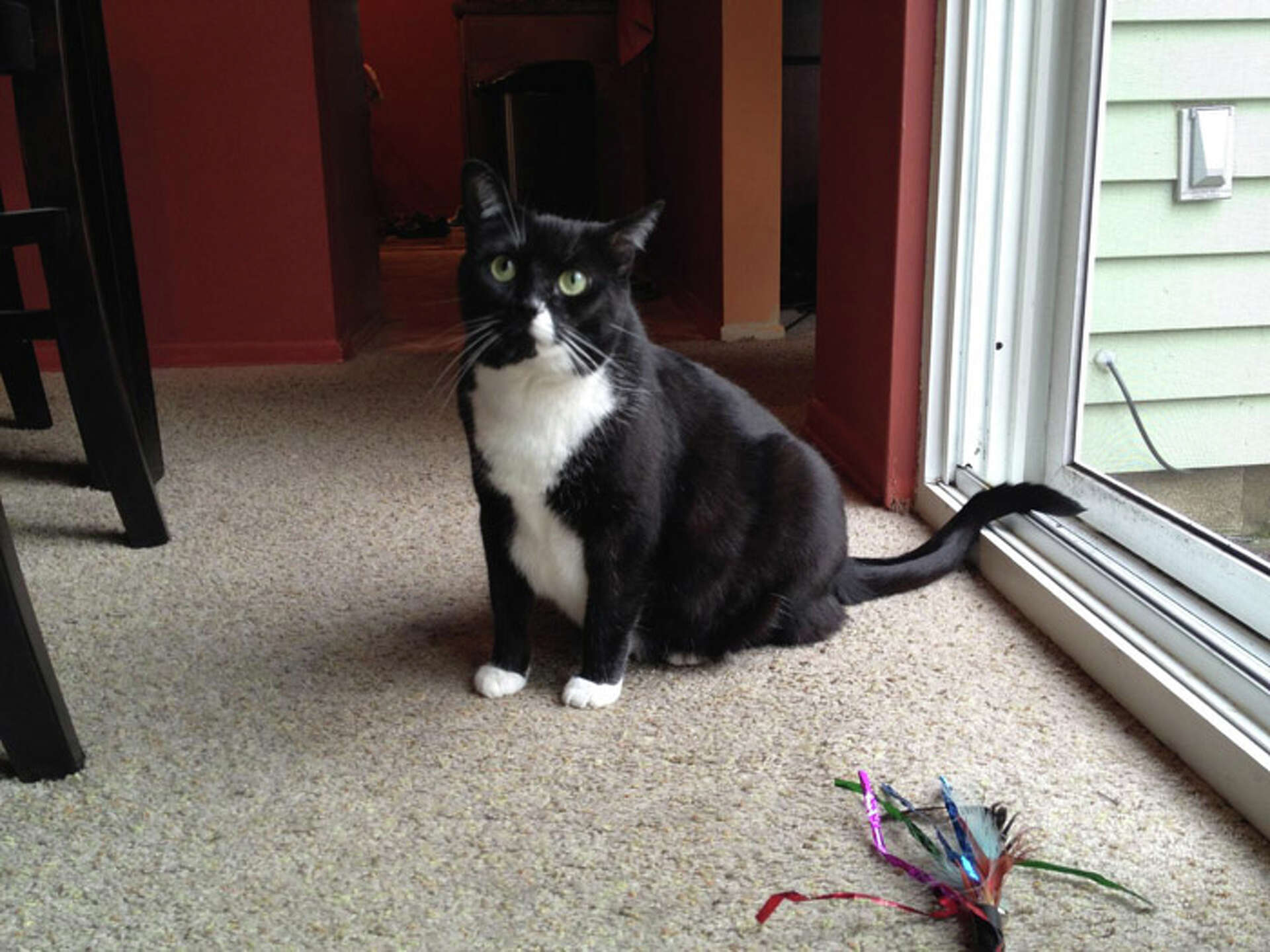 Inmates caring for cats in Albany County, image size:1920x1440