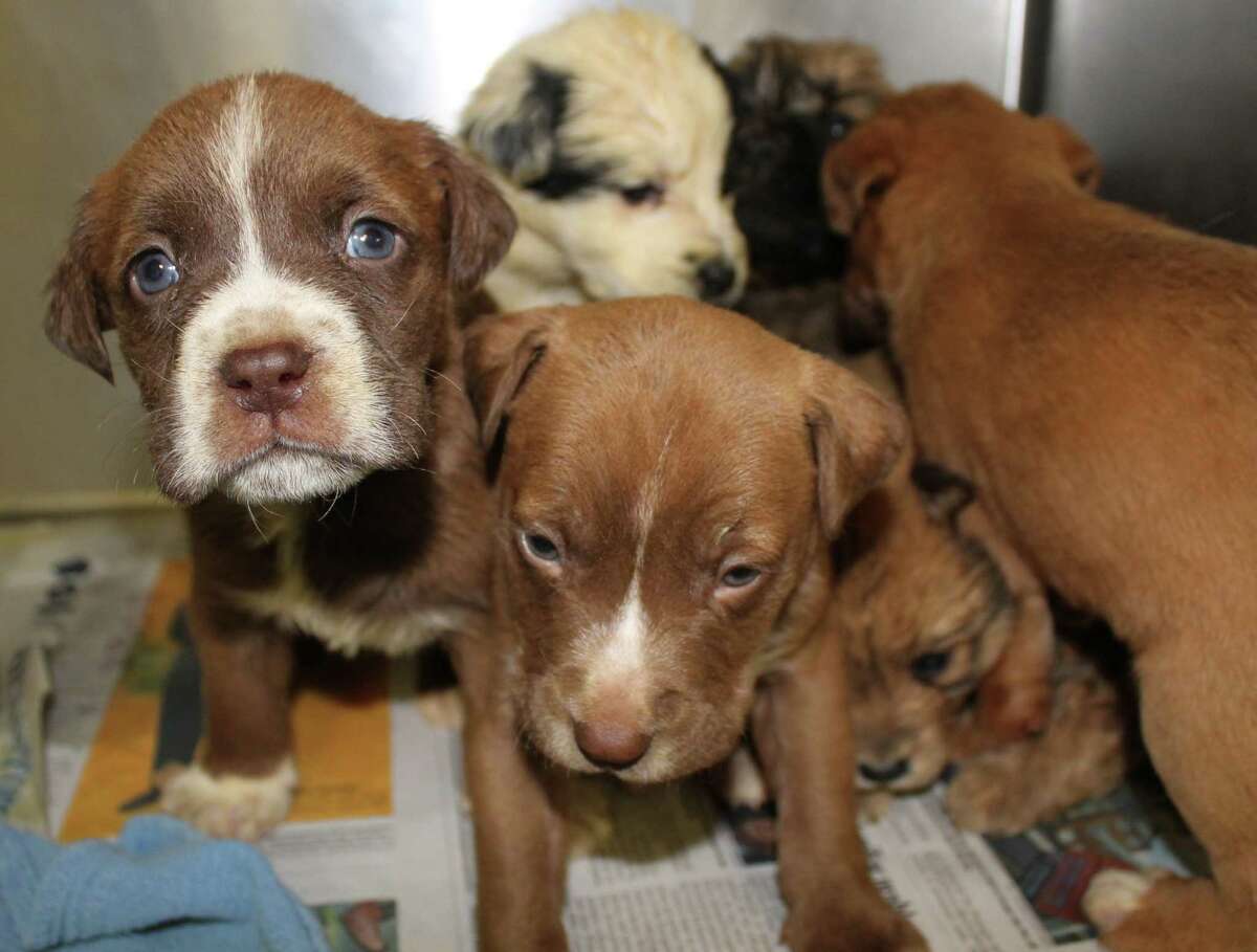 7 puppies named after 'Seven Dwarfs' recovering at ADL of Texas