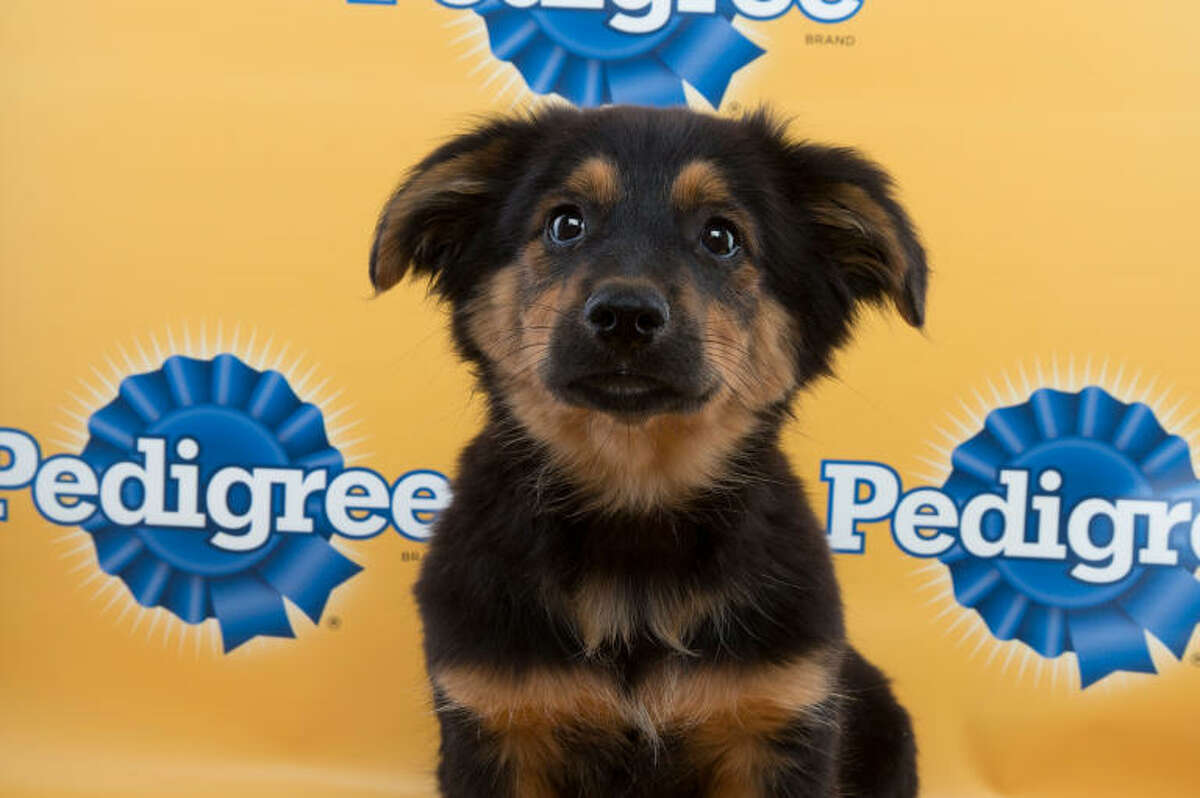 Here’s Zane from 2015’s Puppy Bowl XI on Animal Planet. The corgi mix was a starter for Team Ruff.