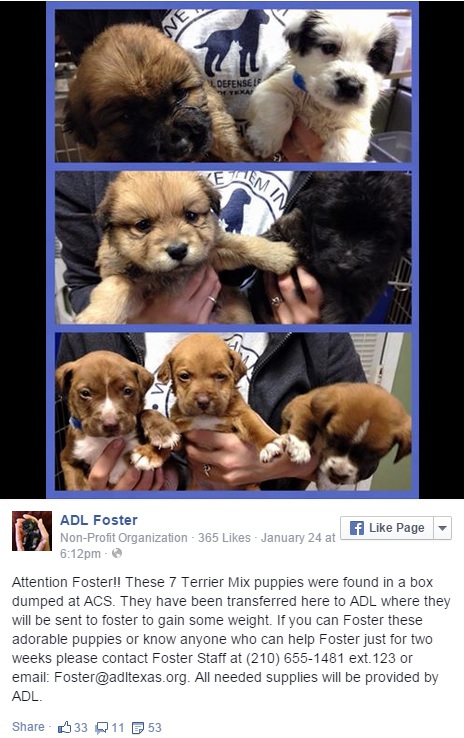 7 puppies named after 'Seven Dwarfs' recovering at ADL of Texas