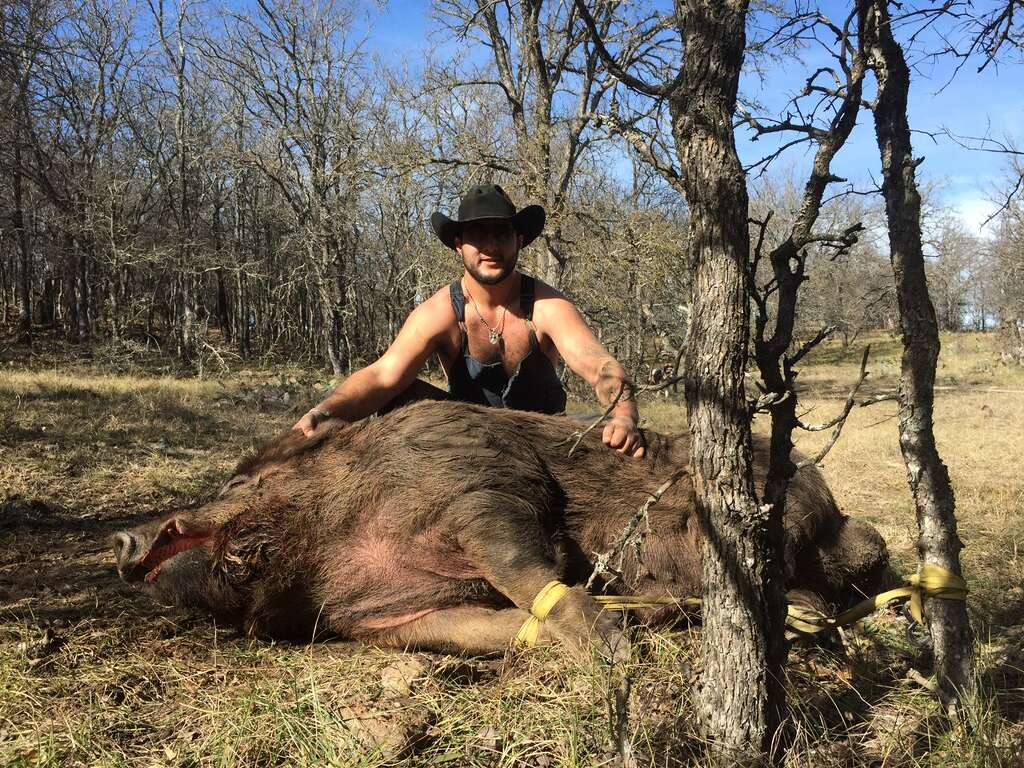 Hunters Blaine Garcia and Wyatt Walton caught a 790-pound boar on Friday, Jan. on a ranch Jan. 16, 2015, on a ranch in De Leon, a town about 35 minutes west of Stephenville. Garcia and Walton are debating the