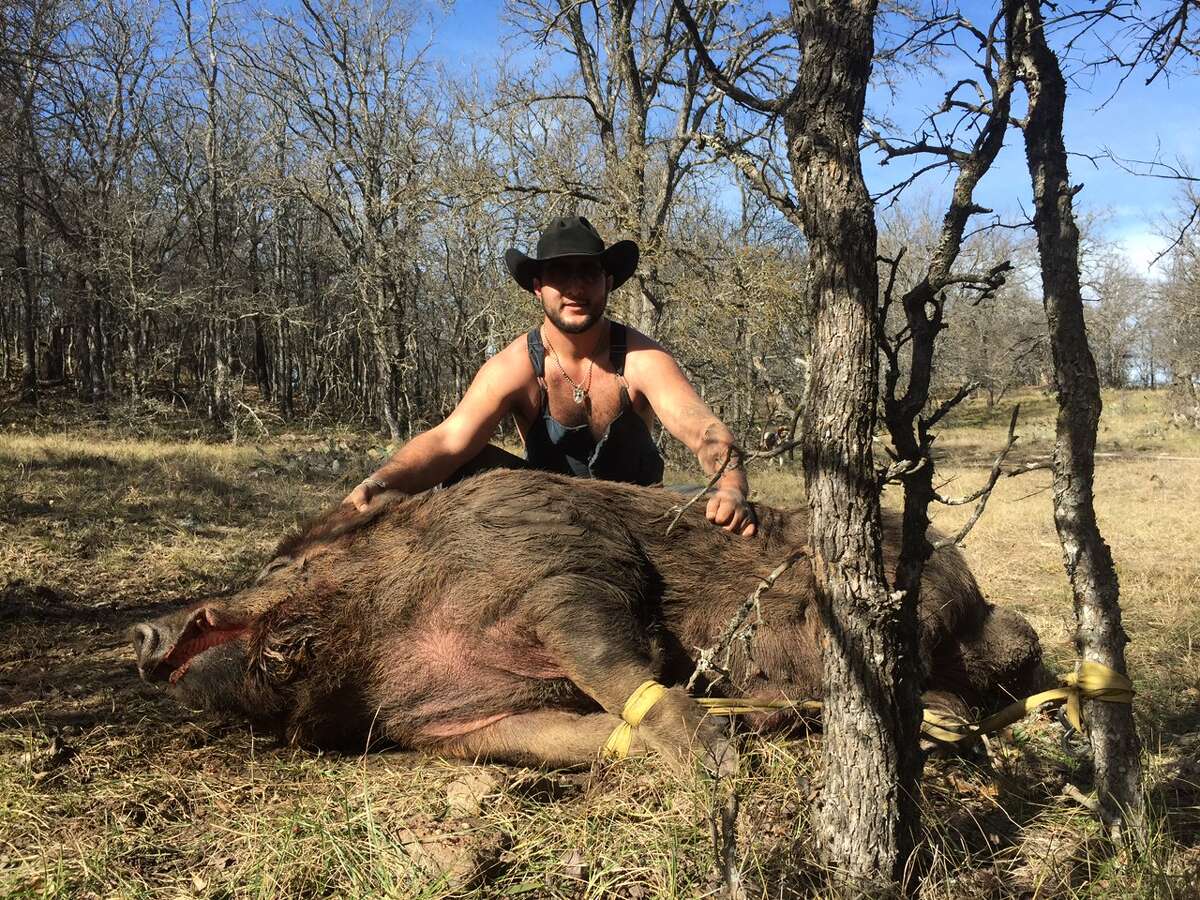 Hunters Blaine Garcia and Wyatt Walton caught a 790-pound boar on Friday, Jan. on a ranch Jan. 16, 2015, on a ranch in De Leon, a town about 35 minutes west of Stephenville, Texas. Garcia and Walton are debating the fate of the male hog, but the hog is getting around-the-clock-care.