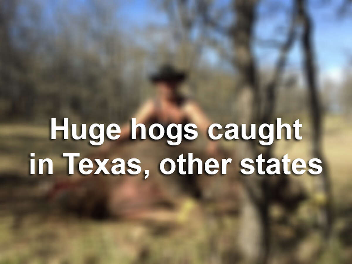 From Hogzilla to Monster Pig, see photos of some of the biggest hogs ever caught on camera.