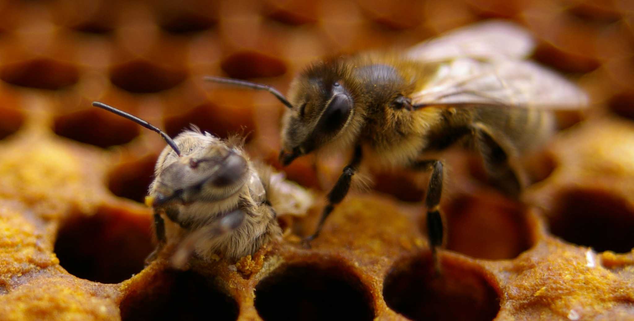 Exhibit 'Bees: Tiny Insect, Big Impact’ buzzes with fun