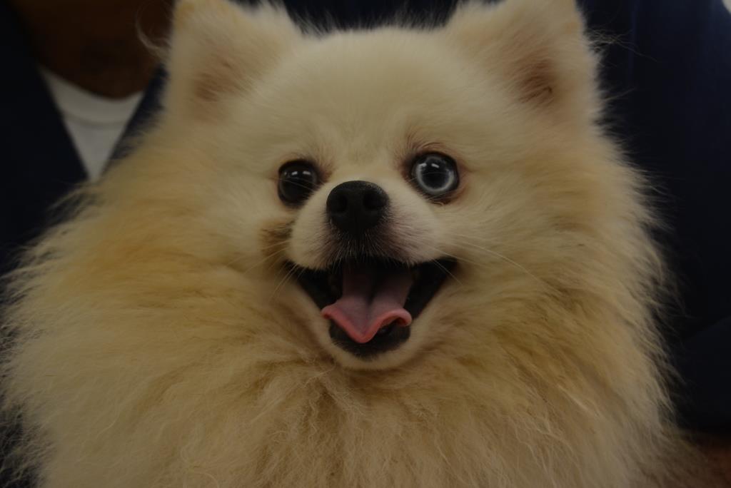 Small Dogs Found In Deplorable Conditions Will Soon Be Up
