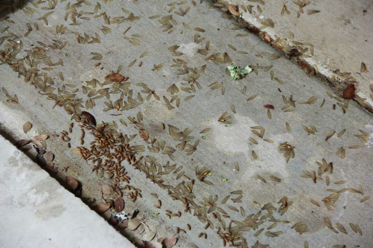 A swarm of desert termites is seen on the ground during the insects' reproductive season. Numerous wings shed by the termites are seen nearby.